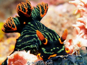 Nembrotha kubaryana by Marylin Batt 